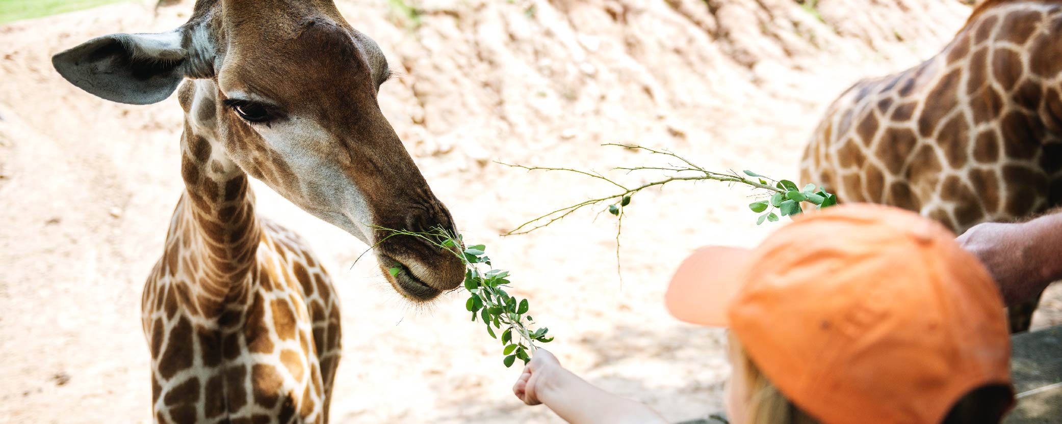 Animals feed at Zoopark in Vilnius, Lithuania